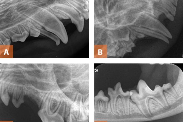 dental1