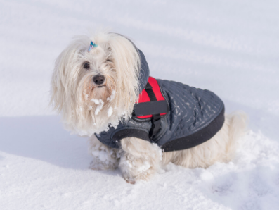 Cold Weather Safety Tips for Pet Owners