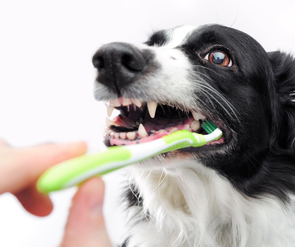 Pet Dental Care Prevention