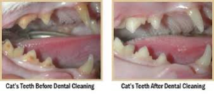 dental procedures before and after