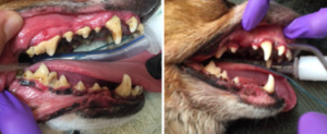 dog dental procedures